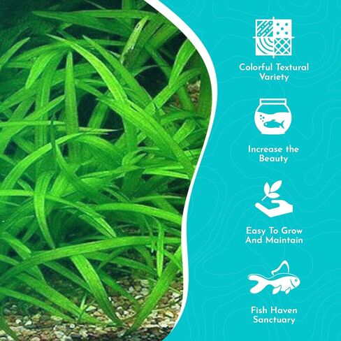 Premium Assorted Mixed Plant Bundle - Live Aquarium Plant - Freshwater - Low | Medium | High Light in Kuwait