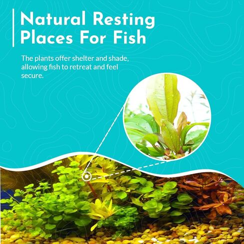 Premium Assorted Mixed Plant Bundle - Live Aquarium Plant - Freshwater - Low | Medium | High Light in Kuwait