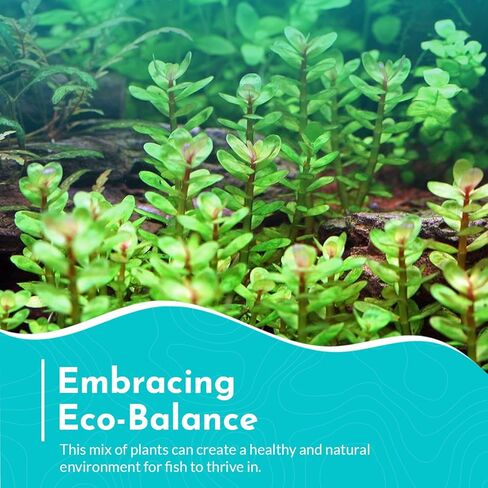 Premium Assorted Mixed Plant Bundle - Live Aquarium Plant - Freshwater - Low | Medium | High Light in Kuwait