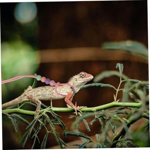3pcs Lizard Harness Leash Set for Bearded Dragon and Small Pets, Adjustable Glow-in-The-Dark Reptile Leash for Outdoor Walking and Travel in Kuwait