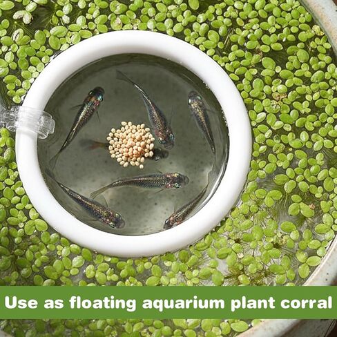 Molain Betta Fish Enrichment Toys, Betta Fish Tank Accessories 2 Training Rings 1 Mirror with Floating Ball Plastic Aquarium Enrichment Toys Set for Fishes Exercise Mental Stimulation in Kuwait