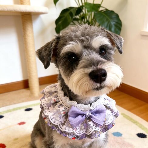 3 Pcs Elegant Lace Cat Collar with Cute Bow Lace Cat Collars for Girl Cats Cute Dogs Party Costume Accessory for Small Pets in Kuwait