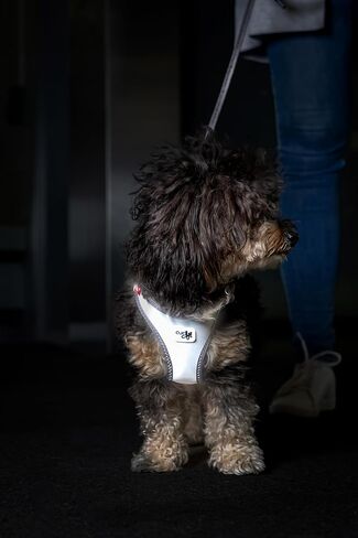 Glow curli Clasp Vest Harness Reflective Gray XL in Kuwait