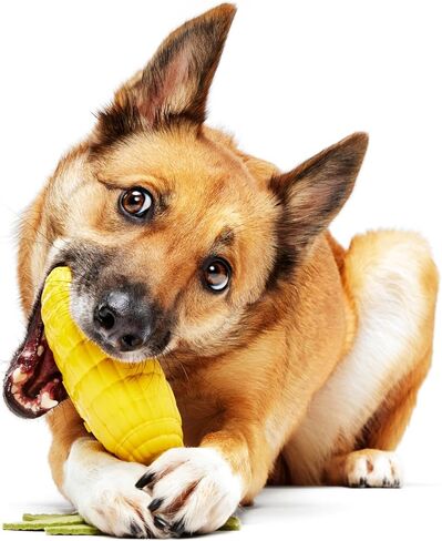 لعبة Barkbox Corn to Run للكلاب | ذرة مطاطية طبيعية معطرة بالكريمة مع أوراق قطيفة ثراشي وأصوات زقزقة | لعبة المضغ والارتداد للكلاب الكبيرة in Kuwait