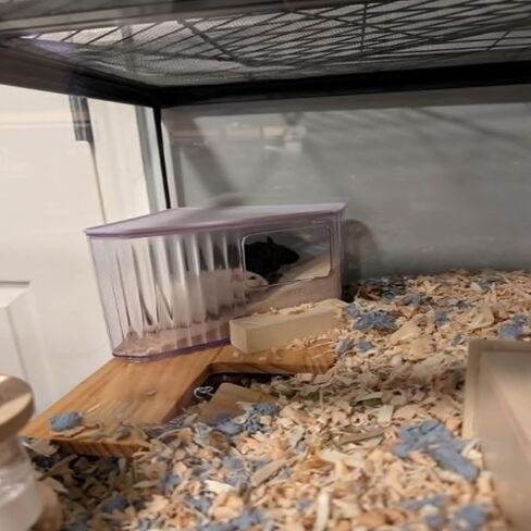 Hamster Toilet Sand Bath Box,Small Animal Bathroom & Digging Room Hamster Sand Bath Container Acrylic Critter's Sand Bath Shower Room Dwarf Syrian Rat Hideaway Gerbil, SyrianHamster,Guinea Pigs in Kuwait