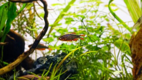 Swimming Creatures™ 12 Galaxy Rasbora/Celestial Pearl Danio ضمان الوصول المباشر لأسماك المياه العذبة. in Kuwait