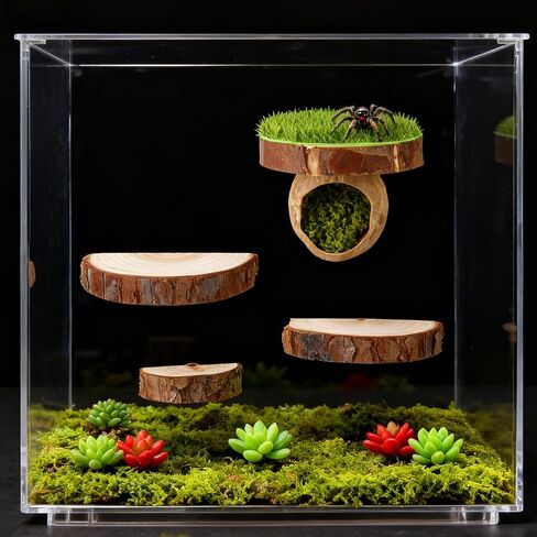 Jumping Spider Hide with Magnets with 3 Semi-Circle Ledges, Natural Wood Climbing Gyms for Jumping Spiders, Tarantulas, Geckos Enclosure in Kuwait