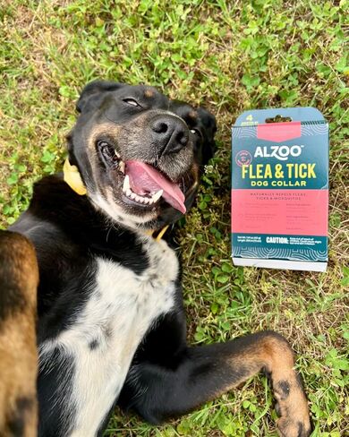 ALZOO Plant Based Flea & Tick Dog Collar - Helps Repel Fleas, Ticks & Mosquitoes - 100% Plant-Based Active Ingredients - Waterproof - Up to 4 Months Protection - Large-Sized Dogs: 40+ lbs - Single in Kuwait
