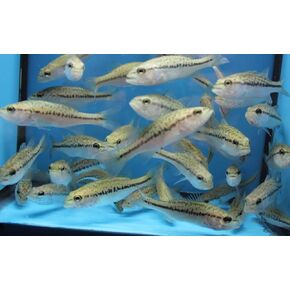 10 Pack Live 3-4 inch Largemouth bass in Kuwait