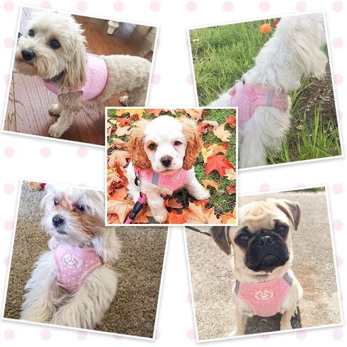 BINGPET Dog Vest Harness for Puppy and Cat, No Pull Adjustable Reflective Step-in Puppy Harness Cute Pink Polka Dot Soft for Small and Medium Dogs in Kuwait