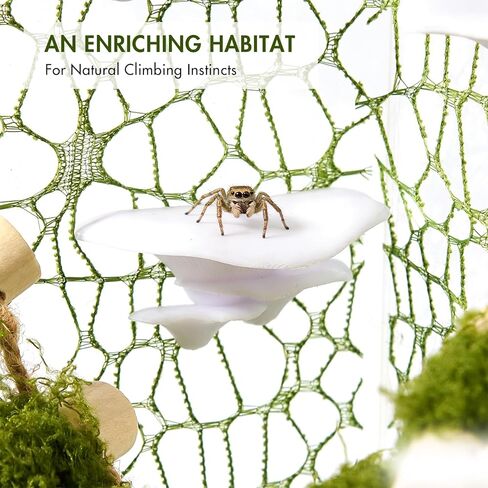 6Pcs Jumping Spider Climbing Accessories Set, 1 Wooden Rope Bridge, 3 Mushroom Platform, 2 Climbing Net Decoration in Kuwait