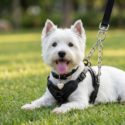 Prong Collar Safety Clip, Safety Clip for Dog Collar, Dual Clasp Pet Leash Backup, Collars Harness Connector for Medium Large Breeds in Kuwait