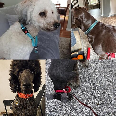 Reflective Martingale Collar for Dogs with Buckle,Red XL in Kuwait