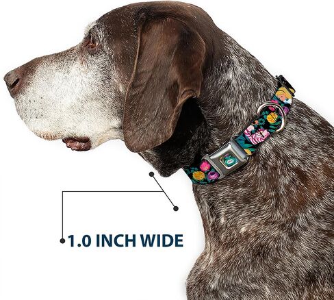Dog Collar Seatbelt Buckle Alice Cheshire Cat Flowers Poses Black Multi Color 11 to 17 Inches 1.0 Inch Wide in Kuwait