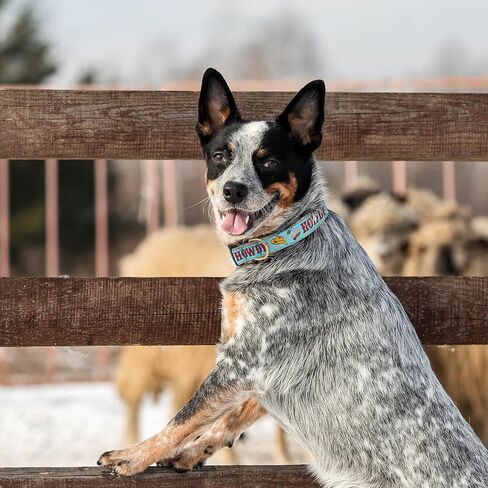 UP COUNTRY Blue Howdy Dog Collar (Medium (12"-18") 5/8 Width) in Kuwait