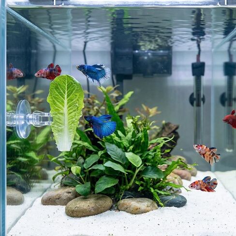 6 Pcs Aquarium Suction Cups with Clips - Aquarium Suction Cup Clips - Clear Plastic Fish Feeder Tool for Advertising Display Business Cards Fishes Feeding Veggie Feed Holder in Kuwait
