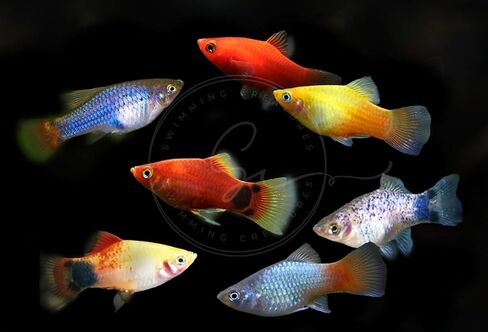 Swimming Creatures™ 4 مزيج من الألوان المتنوعة (Xiphophorus maculatus) حوض أسماك المياه العذبة (الحجم تقريبًا 3/4 بوصة) in Kuwait