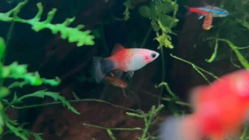 Swimming Creatures™ 4 مزيج من الألوان المتنوعة (Xiphophorus maculatus) حوض أسماك المياه العذبة (الحجم تقريبًا 3/4 بوصة) in Kuwait