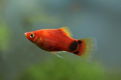Swimming Creatures™ 4 مزيج من الألوان المتنوعة (Xiphophorus maculatus) حوض أسماك المياه العذبة (الحجم تقريبًا 3/4 بوصة) in Kuwait