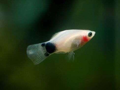 Swimming Creatures™ 4 مزيج من الألوان المتنوعة (Xiphophorus maculatus) حوض أسماك المياه العذبة (الحجم تقريبًا 3/4 بوصة) in Kuwait