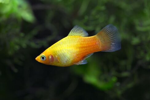 Swimming Creatures™ 4 مزيج من الألوان المتنوعة (Xiphophorus maculatus) حوض أسماك المياه العذبة (الحجم تقريبًا 3/4 بوصة) in Kuwait