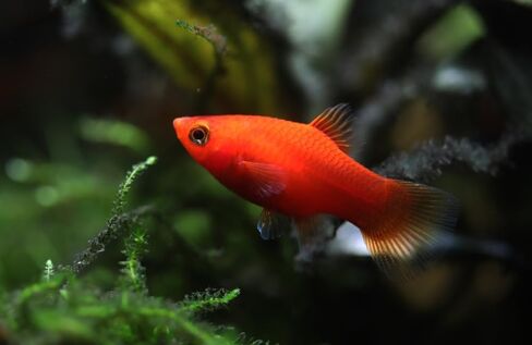 Swimming Creatures™ 4 مزيج من الألوان المتنوعة (Xiphophorus maculatus) حوض أسماك المياه العذبة (الحجم تقريبًا 3/4 بوصة) in Kuwait