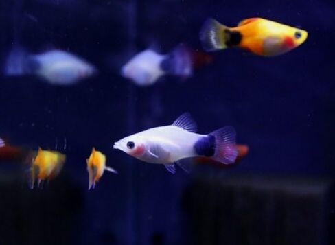 Swimming Creatures™ 4 مزيج من الألوان المتنوعة (Xiphophorus maculatus) حوض أسماك المياه العذبة (الحجم تقريبًا 3/4 بوصة) in Kuwait