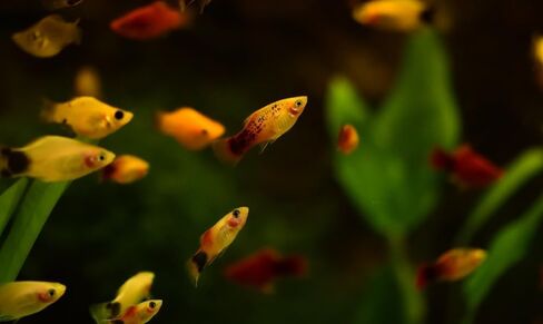 Swimming Creatures™ 4 مزيج من الألوان المتنوعة (Xiphophorus maculatus) حوض أسماك المياه العذبة (الحجم تقريبًا 3/4 بوصة) in Kuwait