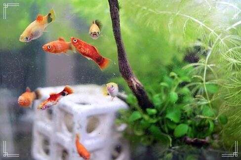 Swimming Creatures™ 4 مزيج من الألوان المتنوعة (Xiphophorus maculatus) حوض أسماك المياه العذبة (الحجم تقريبًا 3/4 بوصة) in Kuwait