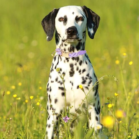Quick Release Braided Cotton Dog Collar-Handmade Soft Rope Collar with Easy Snap Buckle for Small Medium Large Dogs(Macaron,S) in Saudi Arabia