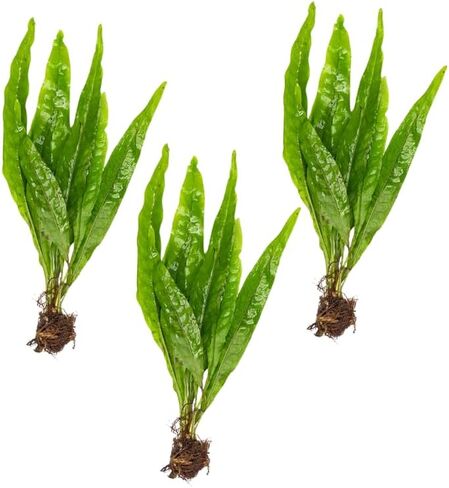 3 × جافا فيرن | Microsorum Pteropus + نبات إضافي واحد (نباتات حوض السمك الاستوائية الحية) وصول لمدة يومين in Kuwait
