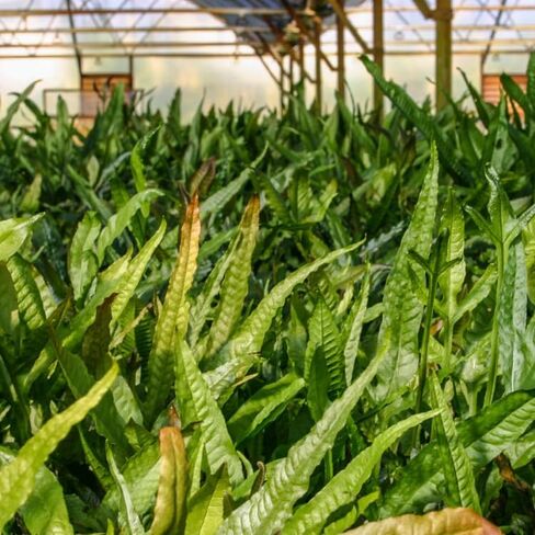 3 × جافا فيرن | Microsorum Pteropus + نبات إضافي واحد (نباتات حوض السمك الاستوائية الحية) وصول لمدة يومين in Kuwait
