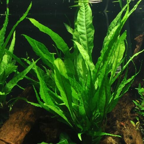 3 × جافا فيرن | Microsorum Pteropus + نبات إضافي واحد (نباتات حوض السمك الاستوائية الحية) وصول لمدة يومين in Kuwait