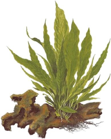 3 × جافا فيرن | Microsorum Pteropus + نبات إضافي واحد (نباتات حوض السمك الاستوائية الحية) وصول لمدة يومين in Kuwait