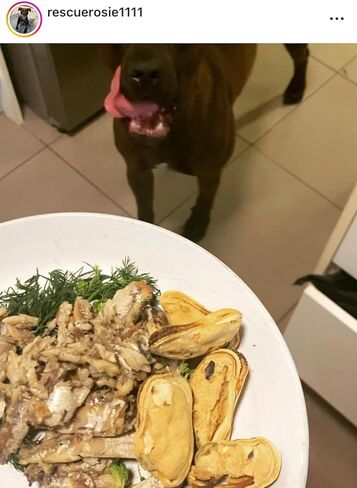 Freeze Dried New Zealand Green Lipped Mussels Healthy Dog & Cat Treats - Single Ingredient, No Artificial Colours, Additives, or Preservatives | Omega-3 | Joint & Hip Health | Grain Free in Kuwait