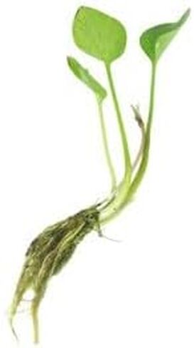 الضفدع (Limnobium Spongia) - المياه العذبة - الضوء المنخفض إلى المتوسط in Kuwait