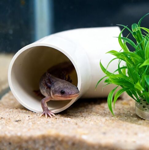Axolotl Hide Tube and 2 Artificial Plants for Aquarium, Axolotl Cave and Aquatic Plant Set, Aquarium Decor Set, Safe Hide Tube & Green Plants for Axolotl, Fish, Turtles ,Fish, Tank Decorations Accesso in Kuwait