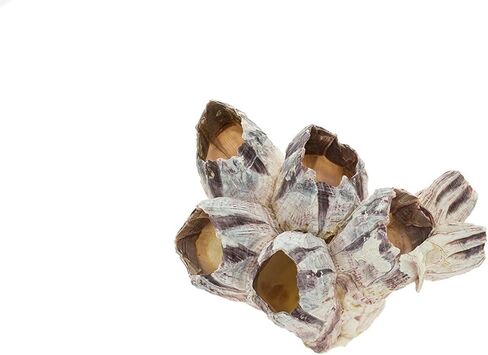 Real Purple Barnacle Cluster - 3-5" Natural Barnacle Cluster for Craft and Decor in Kuwait