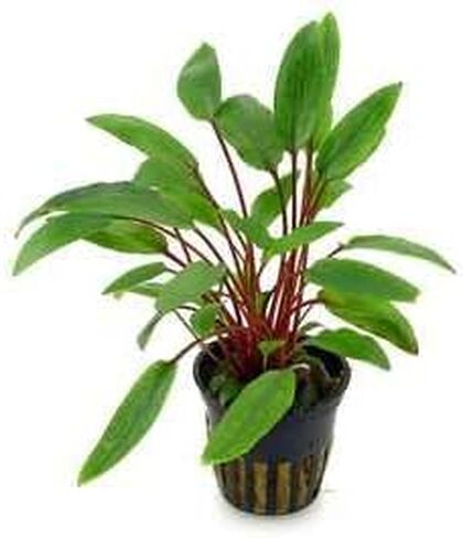 Cryptocoryne Becketii Petchii - Freshwater - Low-Medium Light in Kuwait