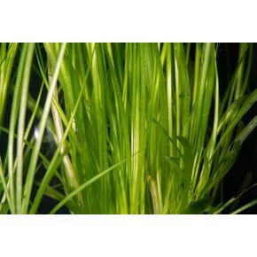 نبات Jungle Vallisneria Americana Live Aquarium Plant، نبات خلفية المياه العذبة Vallisneria - ضوء منخفض متوسط in Kuwait