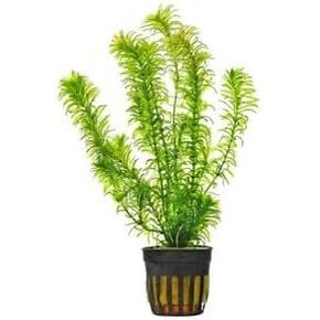 نباتات Anacharis Egeria Densa في وعاء 2 بوصة لأحواض السمك الحية - المياه العذبة - الضوء المنخفض المتوسط in Kuwait