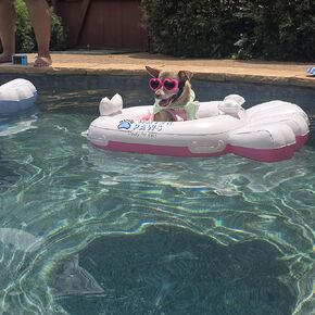 WaterPawsFloaty: عوامة قابلة للنفخ جديدة وأكثر أمانًا على شكل مخالب للكلاب - مصممة لتوفير متعة آمنة وجاهزة لرش السوائل في حمامات السباحة والشواطئ والبحيرات الصديقة للحيوانات الأليفة in Kuwait