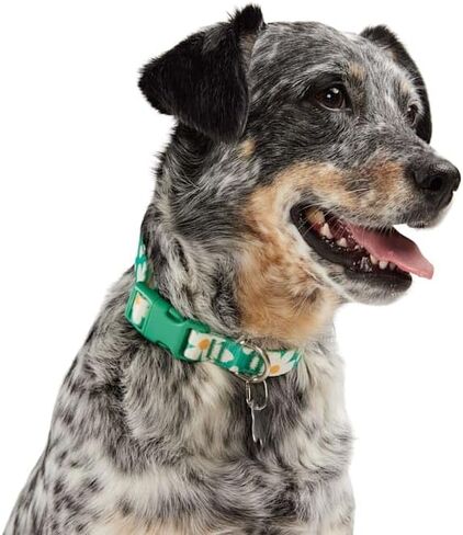 YOULY من Petco Daisy طوق للكلاب متوسط ​​الحجم in Kuwait