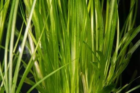 نبات Jungle Vallisneria Americana Live Aquarium Plant، نبات خلفية المياه العذبة Vallisneria - ضوء منخفض متوسط in Kuwait