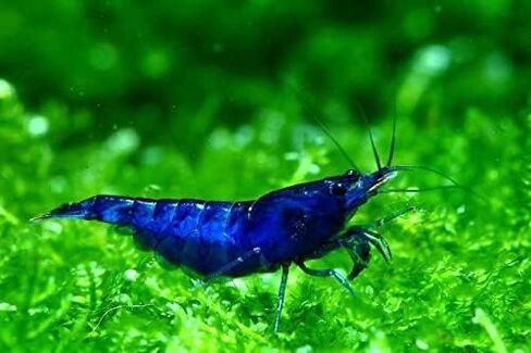 ShrimpRack™ 20 Blue Dream High Grade Neocaridna Live Freshwater Shrimps for Aquarium. Fully Mature Breeding Age. Live Arrival Guarantee. in Kuwait