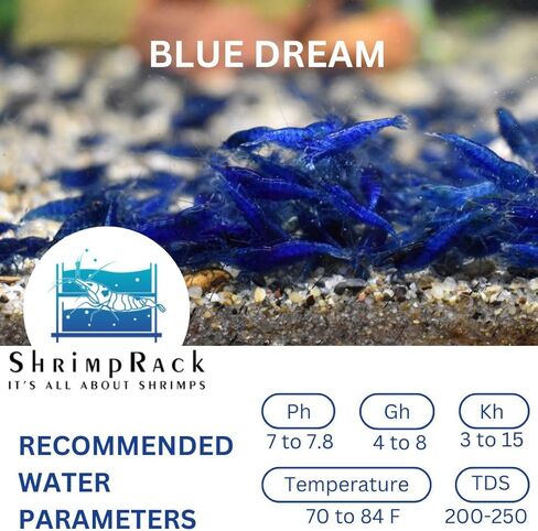 ShrimpRack™ 20 Blue Dream High Grade Neocaridna Live Freshwater Shrimps for Aquarium. Fully Mature Breeding Age. Live Arrival Guarantee. in Kuwait