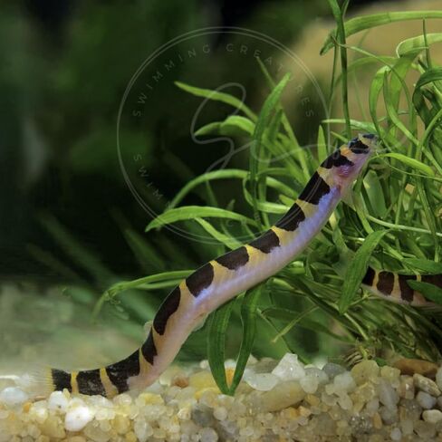 Swimming Creatures™ 4 Kuhli Loach (Pangio kuhlii) - أسماك حوض السمك الاستوائية في المياه العذبة الحية (الحجم تقريبًا 2 بوصة) in Kuwait