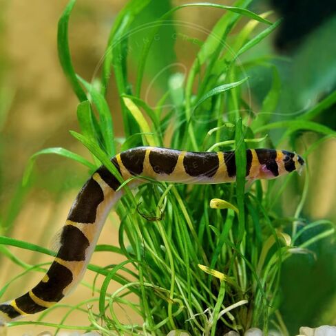 Swimming Creatures™ 4 Kuhli Loach (Pangio kuhlii) - أسماك حوض السمك الاستوائية في المياه العذبة الحية (الحجم تقريبًا 2 بوصة) in Kuwait