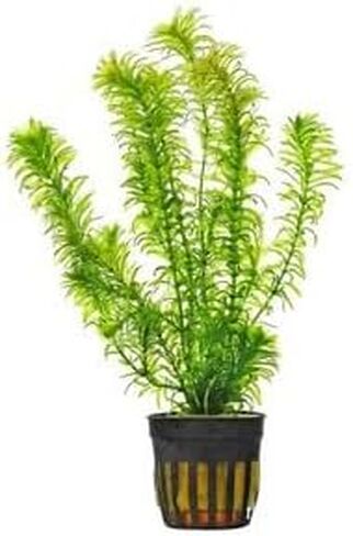 Anacharis Egeria Densa in 2 Inch Pot Live Aquarium Plants - Freshwater - Low-Medium Light in Kuwait