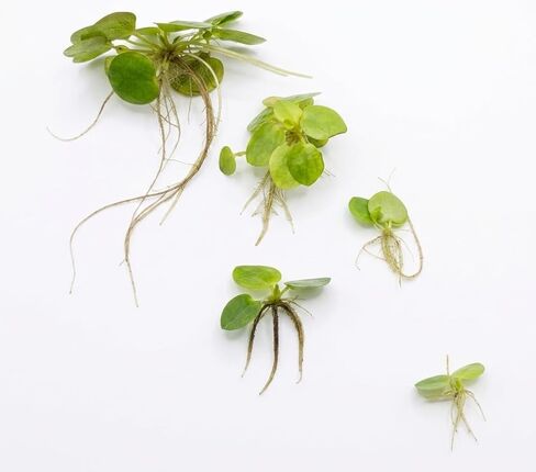 Frogbit Live Floating Aquarium Plant، نباتات مائية خضراء للمياه العذبة لخزانات الأسماك والبرك in Kuwait